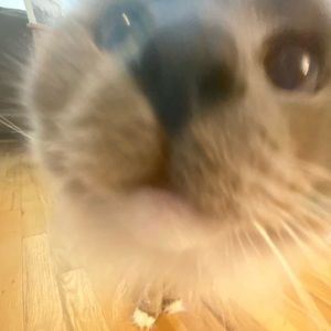 Meet your Posher, Peyton